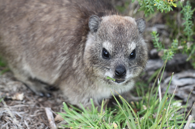 hyrax